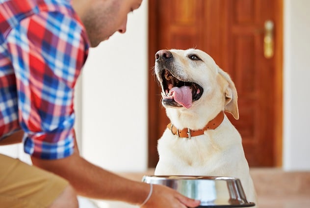hund labrador blir serverad mat av husse