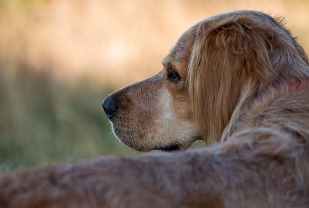 stor brun hund utomhus