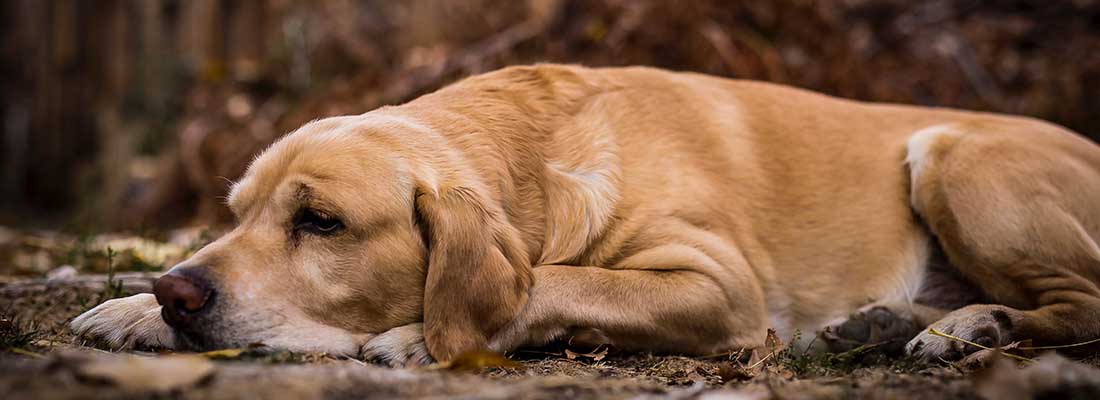 Hur Ofta Vaccinera Hund Avmaskning hund - hur ofta ska hunden avmaskas?