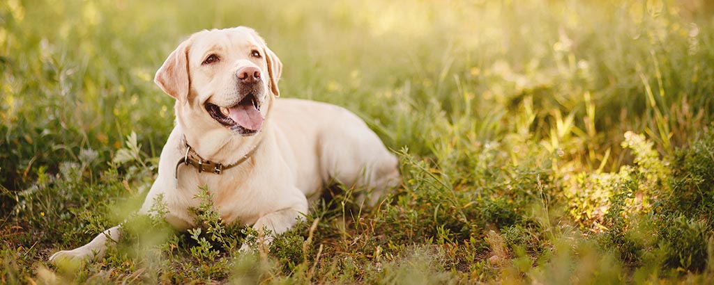 hund labrador ligger i grönt gräs