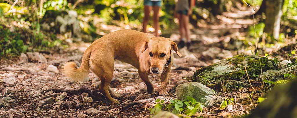 liten hund i skogen tillsammans med sin familj