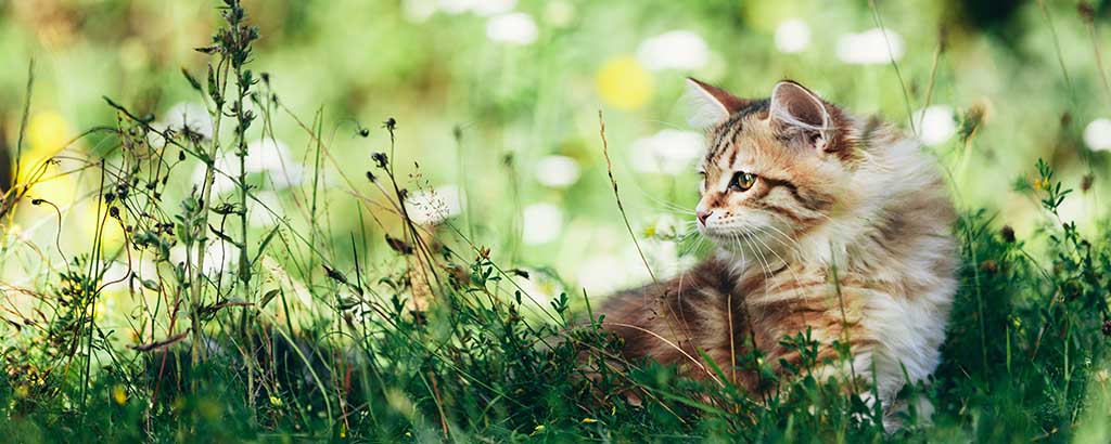 kattunge sibirisk katt leker i gräset