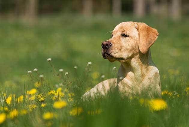 Regulering Scrupulous ansvar Fästingmedel till hundar – Moderna djurförsäkringar