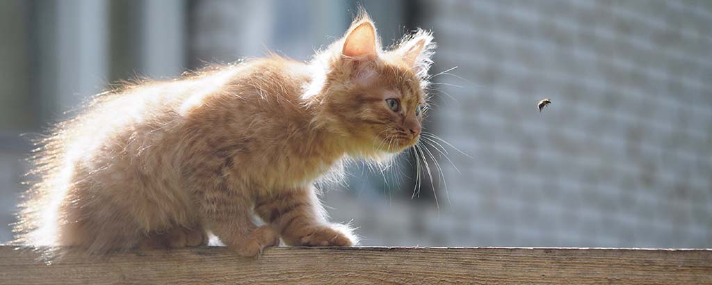 liten röd kattunge jagar en geting