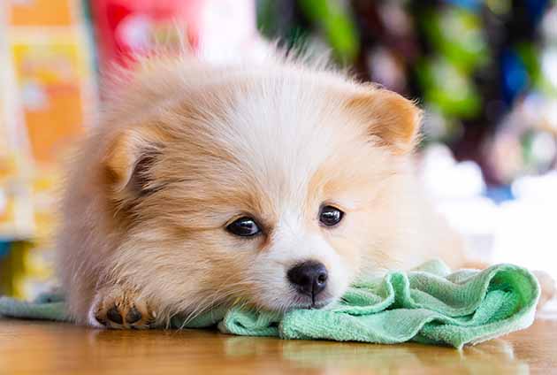 modnes mave transmission Atopisk dermatit hos hund – Moderna djurförsäkringar