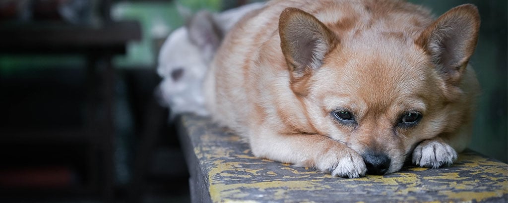 tjock chihuahua ligger på en bänk