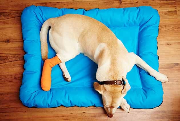 hund med bandage vilar på en dyna