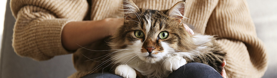 beslutte Ru Læsbarhed Skadecase – så fungerar kattförsäkringen vid urinsten