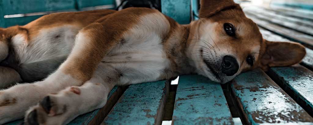 Skabb på hund Symtom och behandling