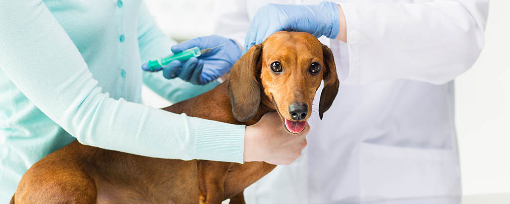 Hur ofta ska en hund vaccineras?