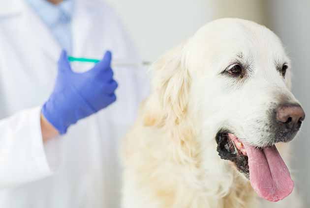 Hundens hälsa - Moderna Djurförsäkringar