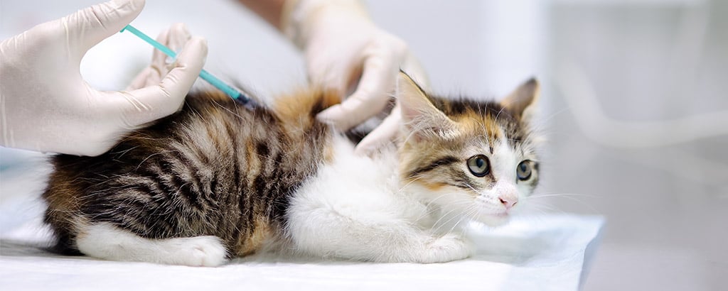 kattunge får vaccin hos veterinären