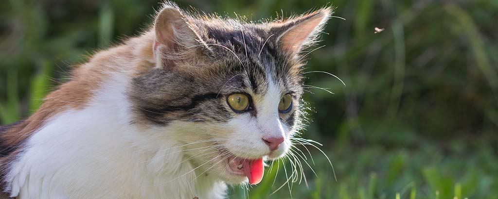 långhårig katt utomhus flåsar