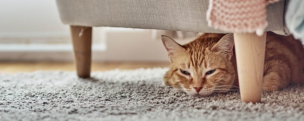 röd gammal katt med artros ligger under en stol