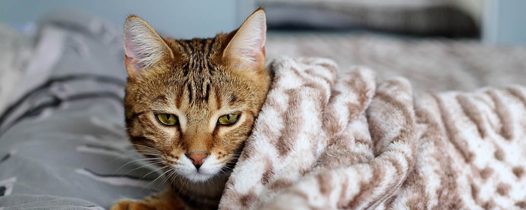 bus budbringer stå på række Feber hos katt – Moderna djurförsäkringar