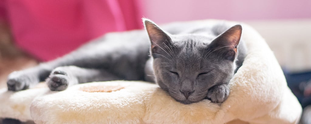 katt av rasen korat ligger och sover