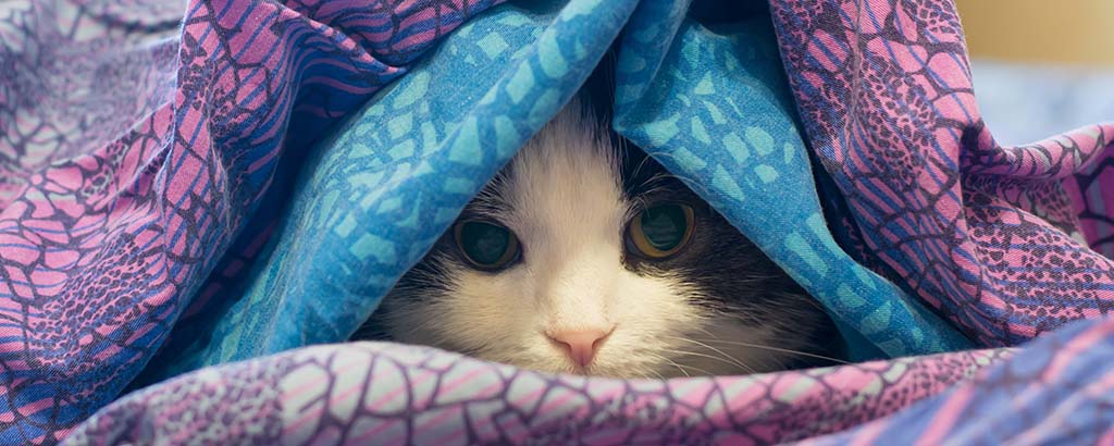 katt gömmer sig under ett täcke