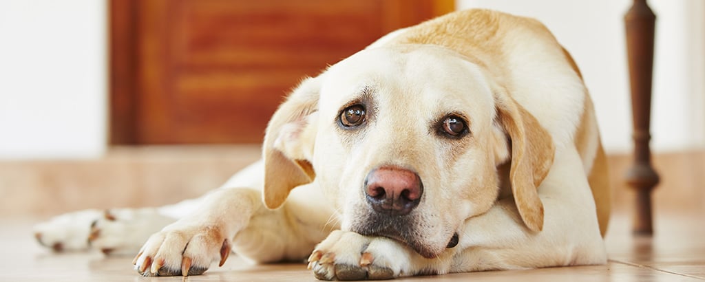 labrador ligger och vilar