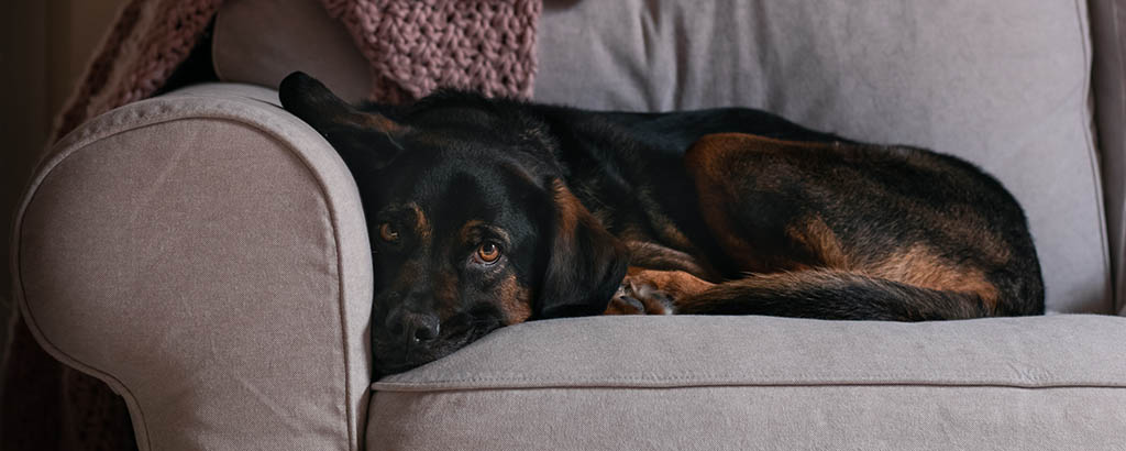 hund ligger och vilar i soffan