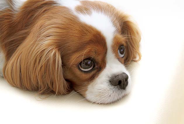 gennemse Distrahere bodsøvelser Njursvikt hos hund – Moderna Djurförsäkringar