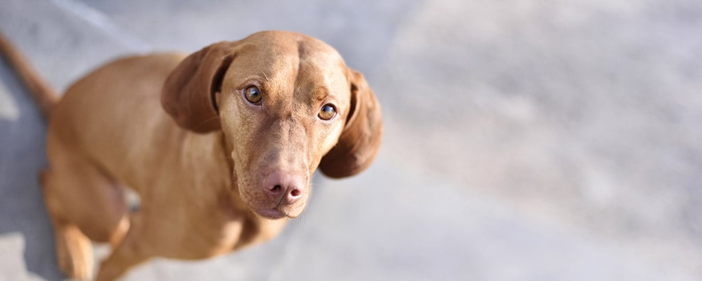 Lager detail Fortære Demodex hos hund – Moderna Djurförsäkringar