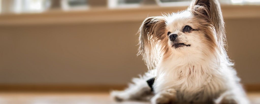 liten gammal hund av rasen Papillon