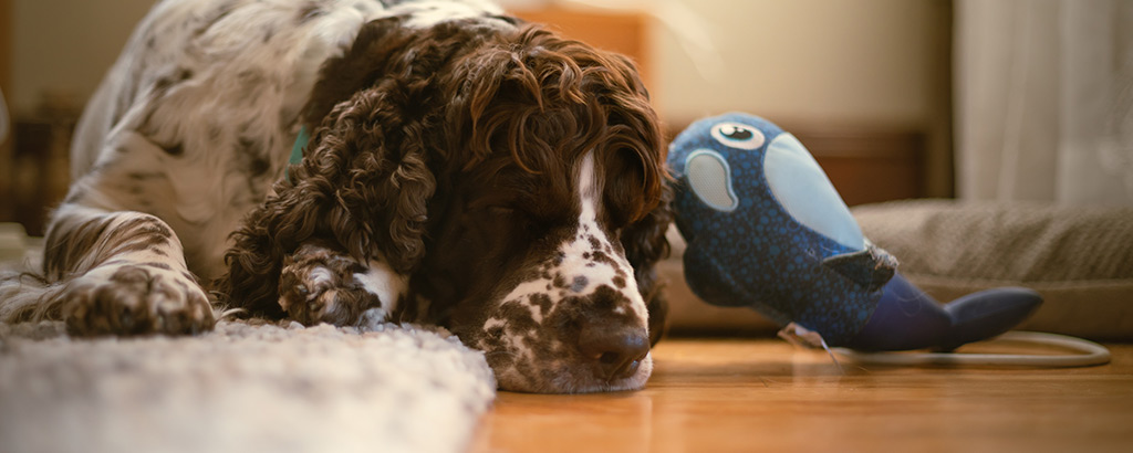 hund springer spaniel vilar med en leksak