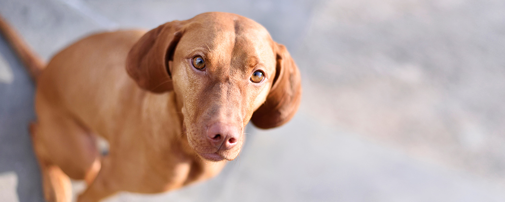 hund ungersk viszla tittar mot kameran