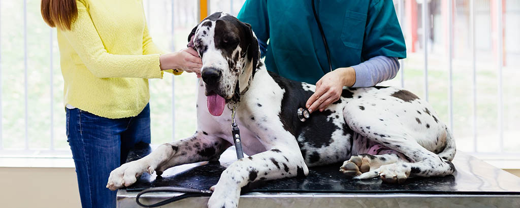hund grand danois undersöks med stetoskop av veterinär