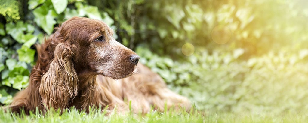 äldre hund ligger på en gräsmatta