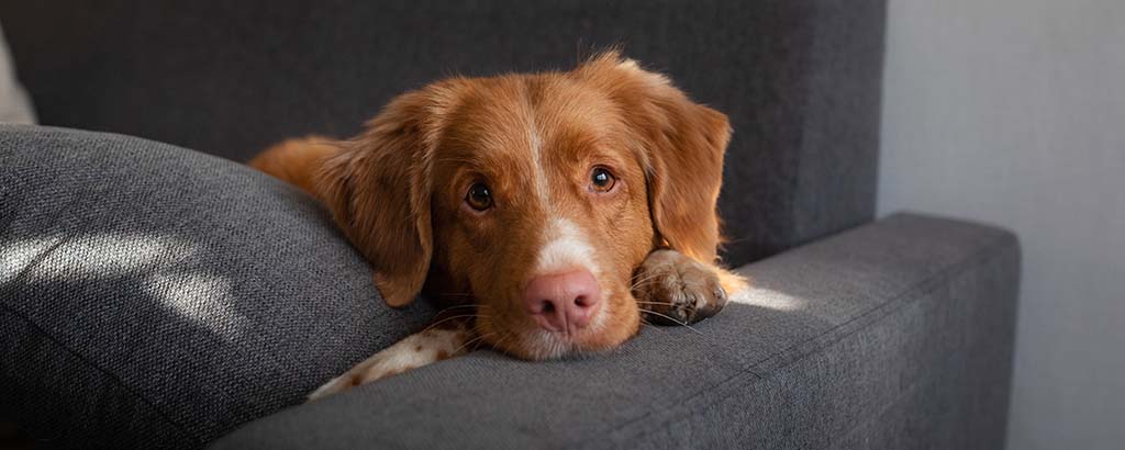 hund tollare ligger på soffan tittar mot kameran