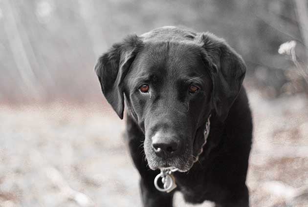 svart labrador utomhus vänd mot kameran