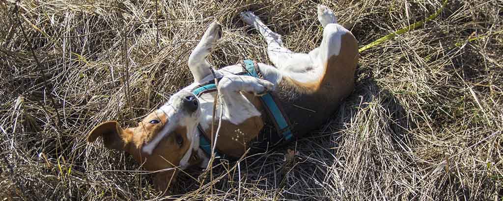 liten hund rullar sig i torrt gräs