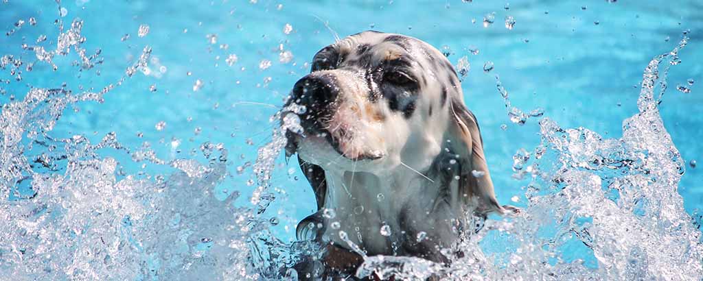 ung hund dalmatiner leker i vatten