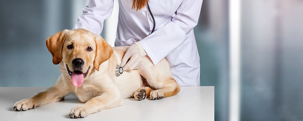 labradorvalp undersöks av veterinär