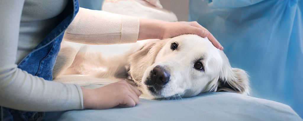 hund golden retriever undersöks av veterinär