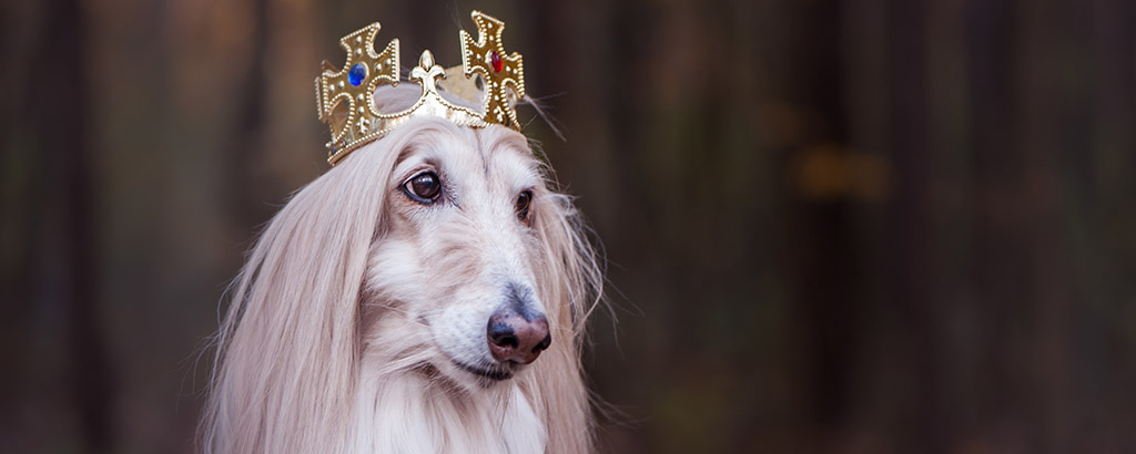Afghanhund med krona på huvudet