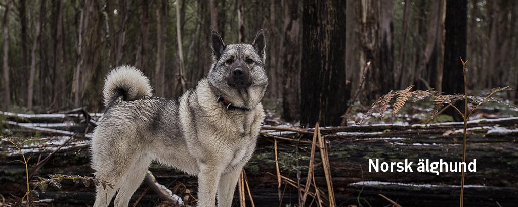 grå hund, norsk älghund grå ute i skogen