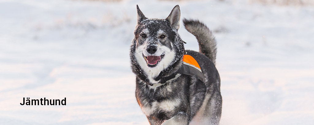 jämthund springer i snön