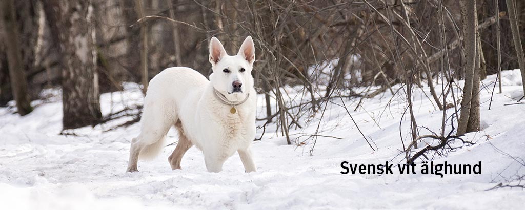 svensk vit älghund ute i skogen