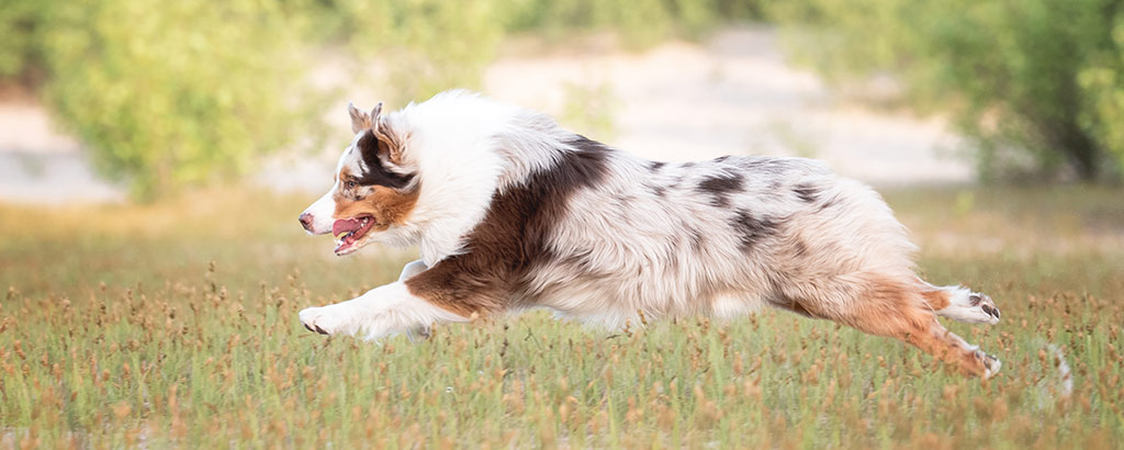 aussie med färgen red merle