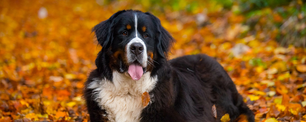 vacker höstbild på en berner sennen