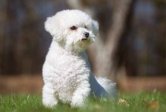 liten hund bichon frisé på en gräsmatta