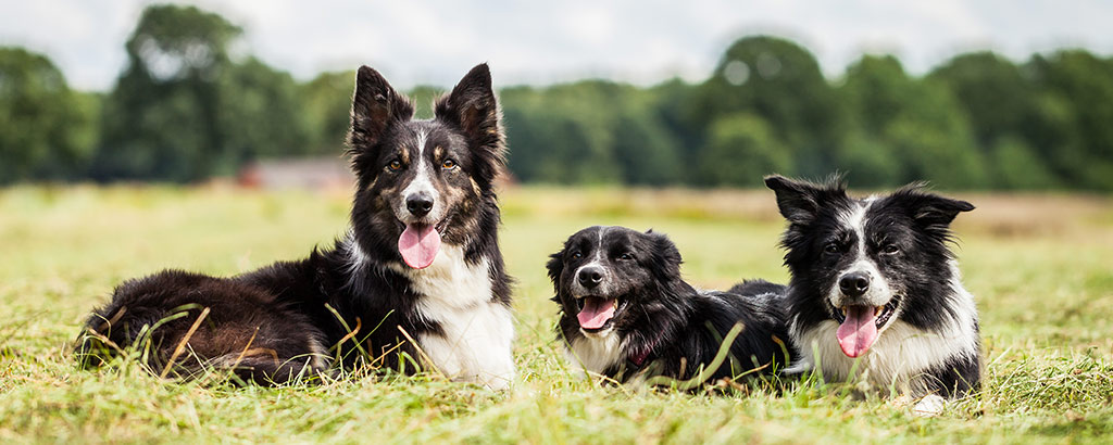 tre border collie i olika färg ligger på gräset