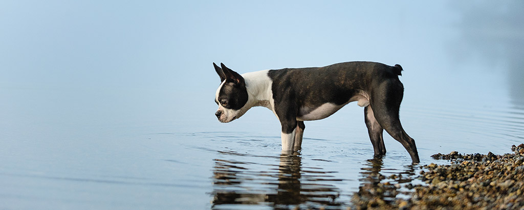 hund bostonterrier står i vattenbrynet