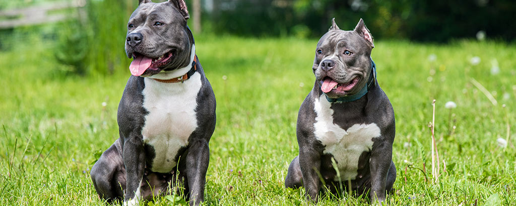 två importerade american bully