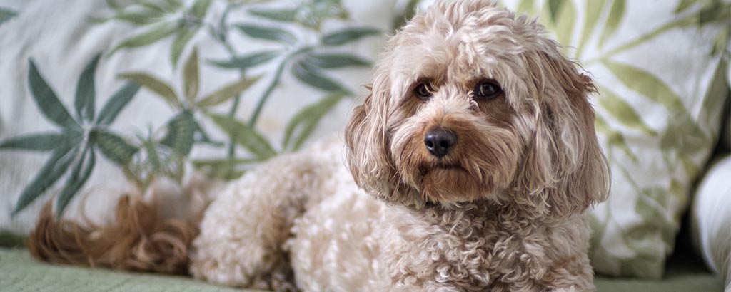 vuxen cavapoo ligger på soffan