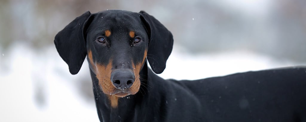 närbild ung dobermann vinter