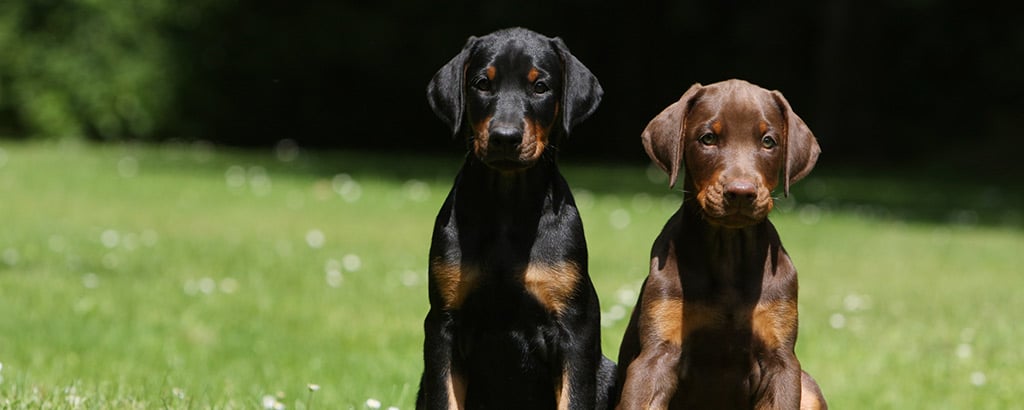 två dobermannvalpar en svart och en brun