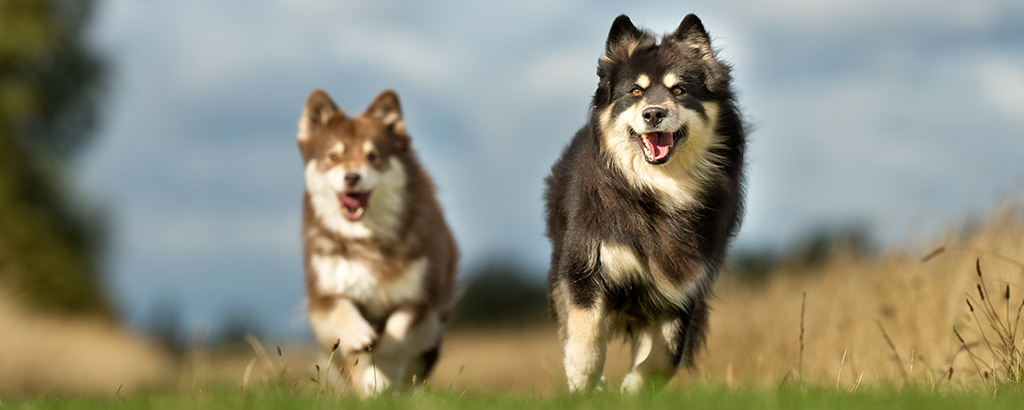 två finsk lapphund springer på en äng